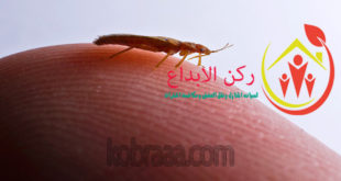 شركة مكافحة البق بالباحه