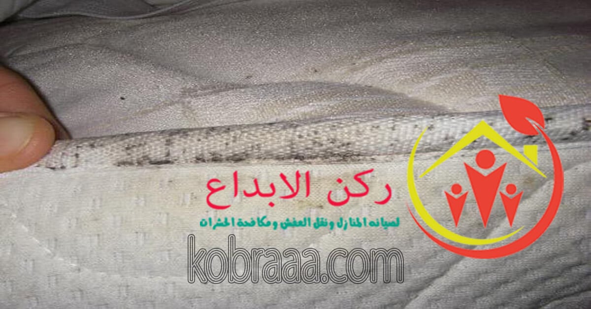 شركة مكافحة البق بجازان