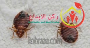 شركة مكافحة البق بجازان