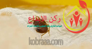 شركة مكافحة البق بسيهات وعنك