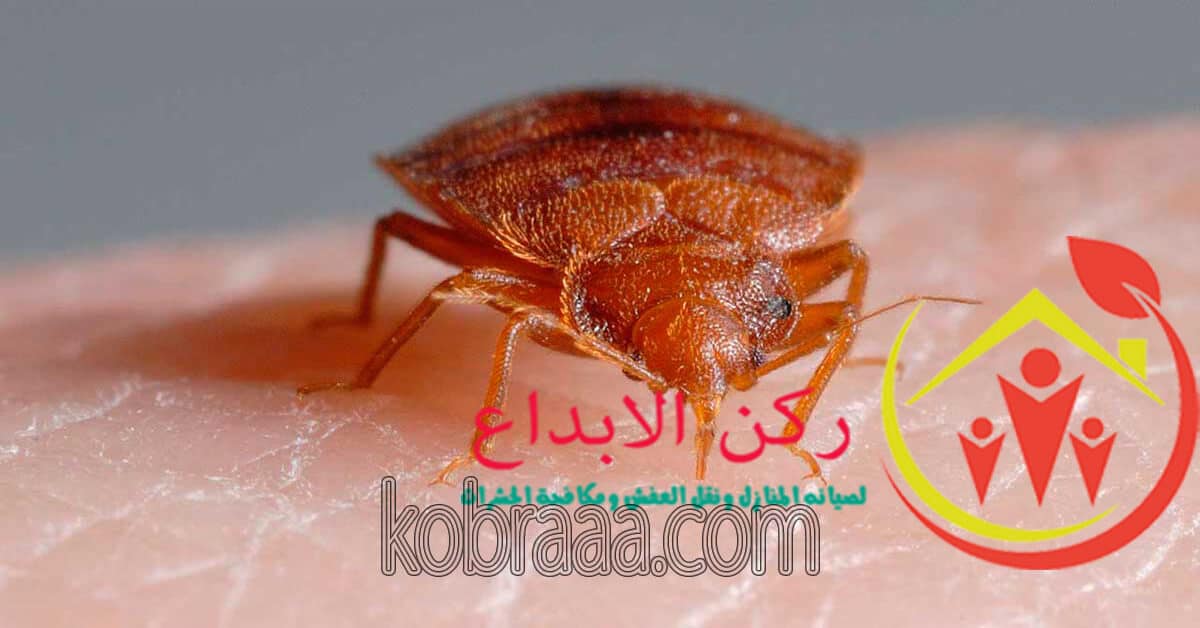 شركة مكافحة البق بسيهات وعنك