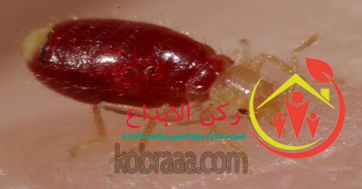 شركة مكافحة البق بسيهات وعنك