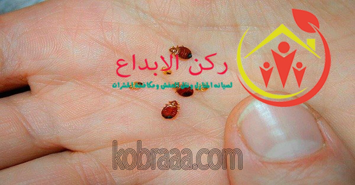 شركة مكافحة البق بالرياض