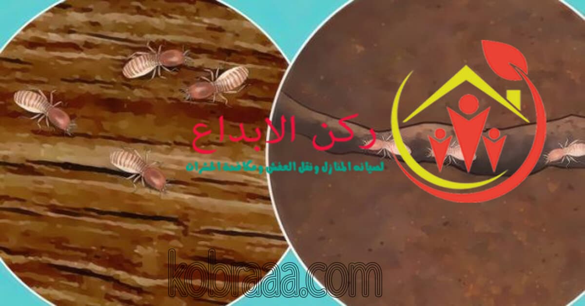 شركة مكافحة النمل الابيض بالرياض