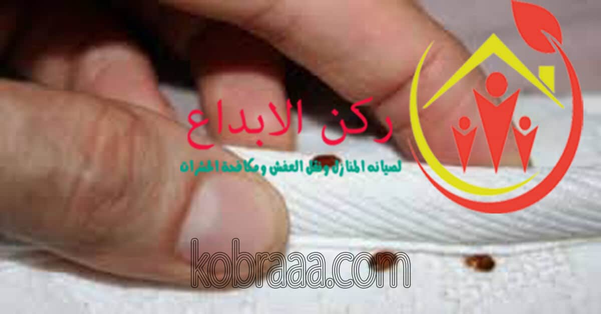 شركة مكافحة البق بالرياض