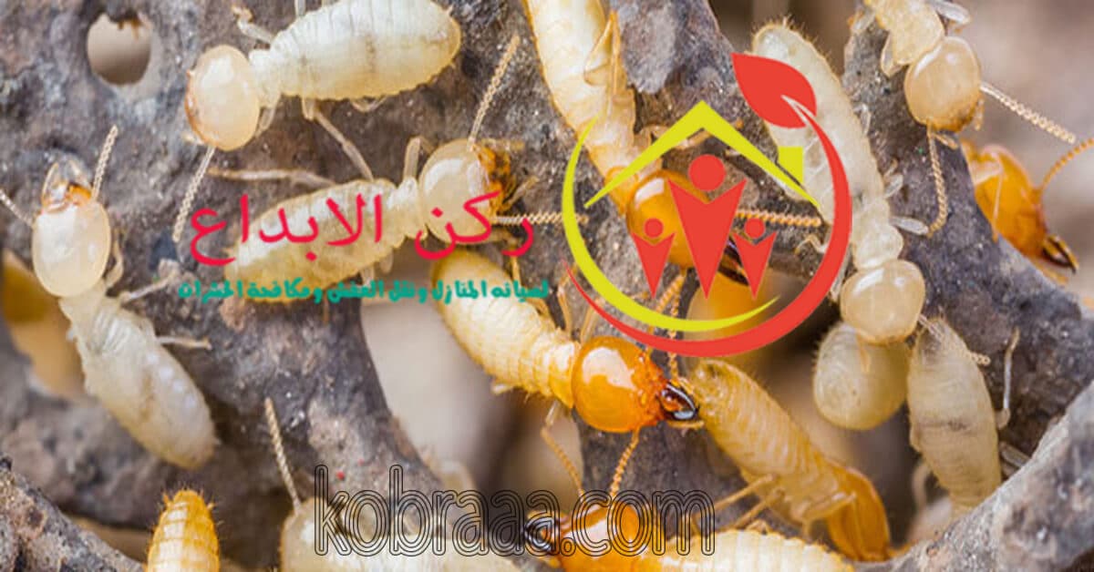 شركة مكافحة النمل الابيض بالرياض