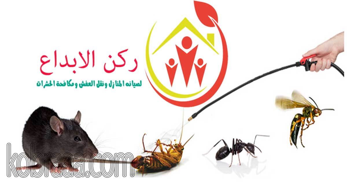 شركة مكافحة حشرات بنجران