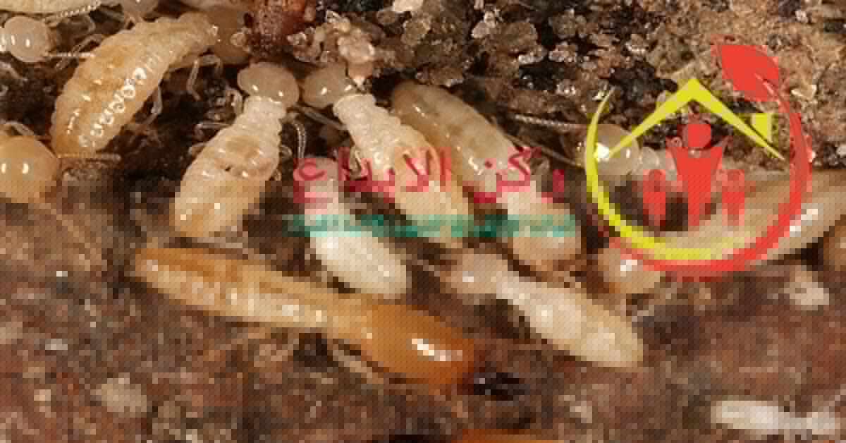 شركة مكافحة النمل الابيض بجازان