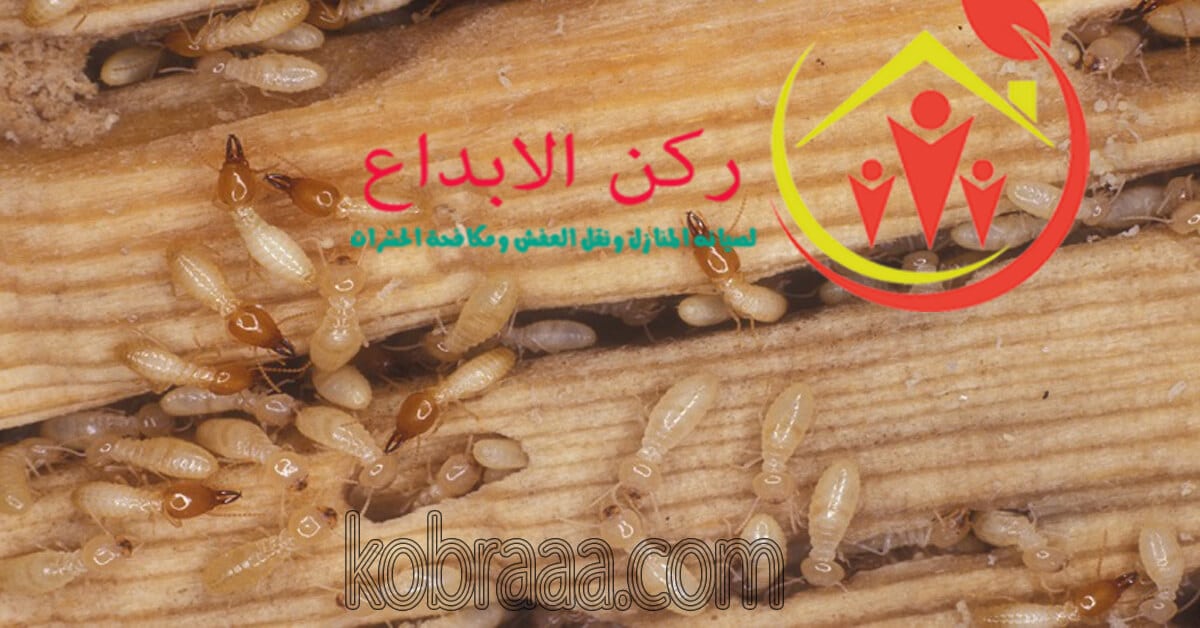 شركة مكافحة النمل الابيض بجازان