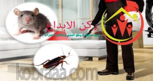 شركة رش مبيدات بالاحساء