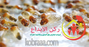شركة مكافحة النمل الابيض بسيهات وعنك