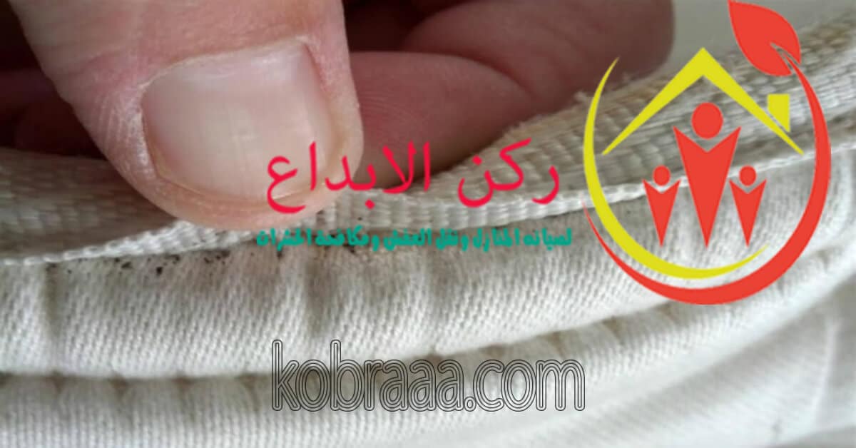 شركة مكافحة حشرات بالرياض