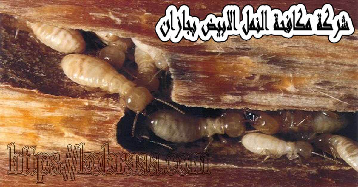 شركة مكافحة النمل الابيض بجازان
