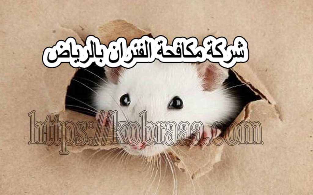 شركة مكافحة الفئران بالرياض