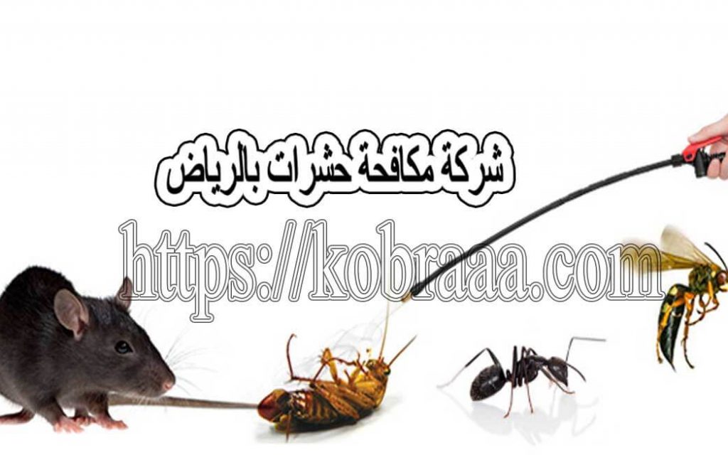 شركة مكافحة حشرات بالرياض