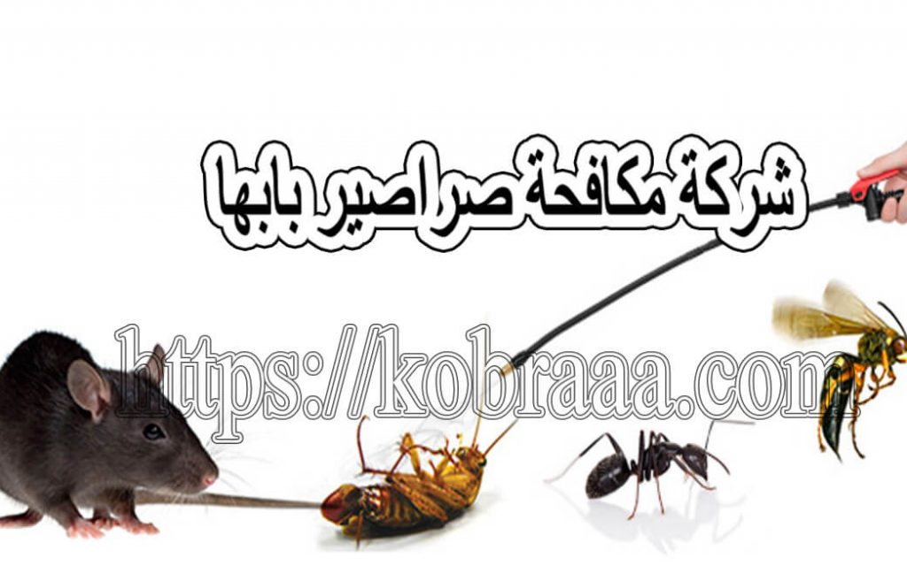 شركة مكافحة الصراصير بأبها