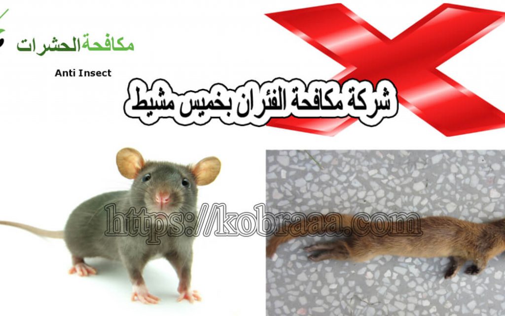 شركة مكافحة فئران بخميس مشيط