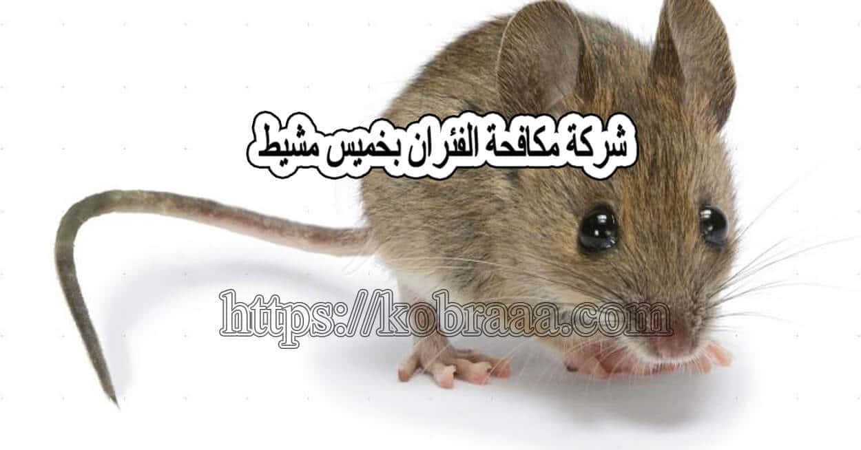 شركة مكافحة فئران بخميس مشيط