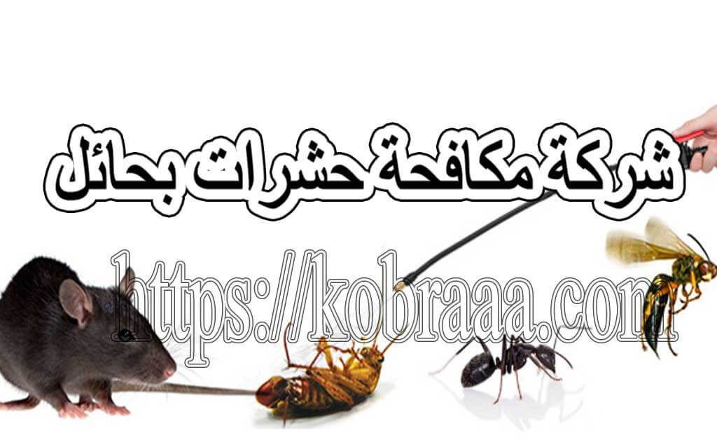 شركة مكافحة حشرات بحائل