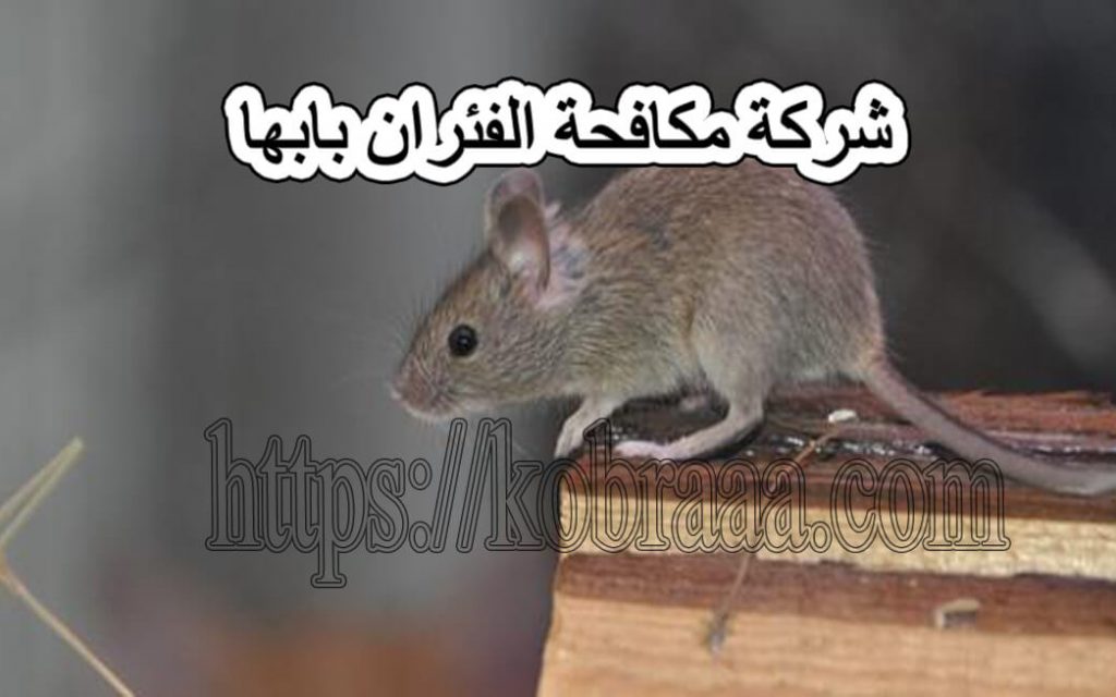 شركة مكافحة الفئران بابها