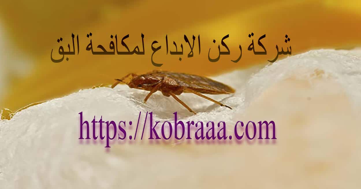شركة مكافحة البق بالرياض